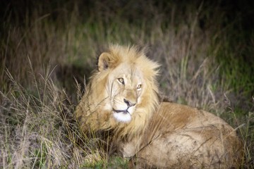 South African Lion at night