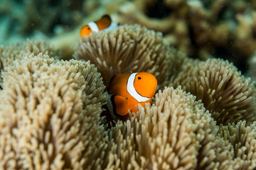 Fototapeta na wymiar Clownfish lives in sea anemone