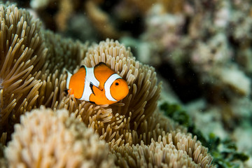 Naklejka na ściany i meble Clownfish lives in sea anemone