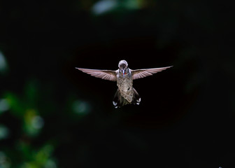 Hummingbird with waterdrops