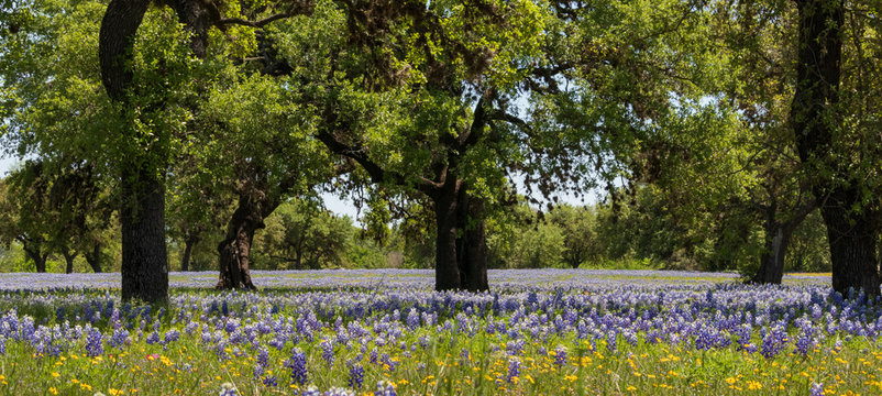 Bluebonnets wildflowers under large trees in field and blue sky background