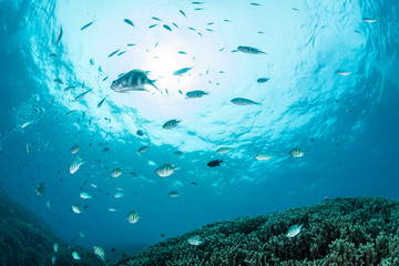 Blue green chromis and Staghorn damselfish	
