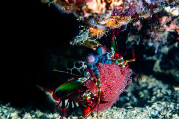 A peacock mantis shrimp clutching her eggs