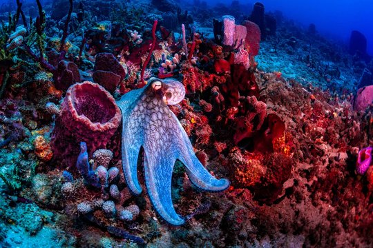 An octopus foraging on the reef