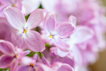 Fototapeta na wymiar macro flowers of pink lilac on blurred pink background