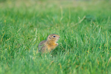 Naklejka na ściany i meble one cute baby gopher sits in the juicy green grass in the center of the frame