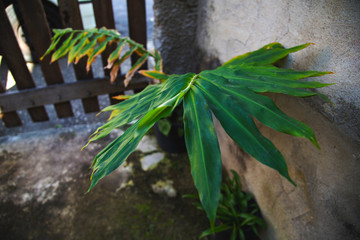 green leaves of a tree