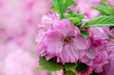 rich pink cherry blossoms close-up