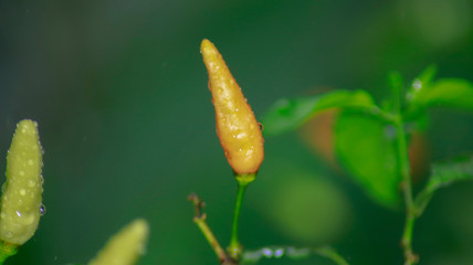 Chilli, Red chilli, Yellow chilli, Green chilli