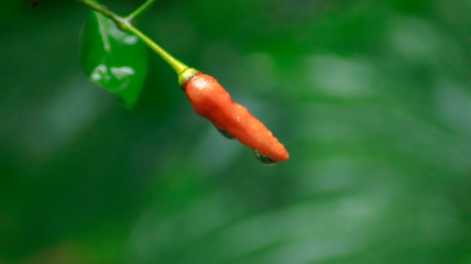 Chilli, Red chilli, Yellow chilli, Green chilli