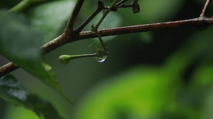 Water drops, rain