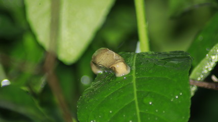 Slug, the sticky insect