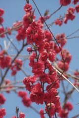 八重桜