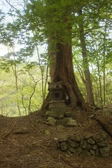 奥秩父　三峰参道の自然