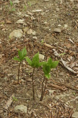 奥秩父　三峰参道の自然