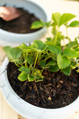 Strawberry plant