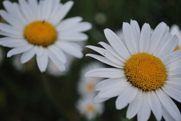 Obraz premium Photos BrunaTorres