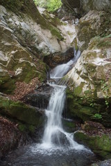 Obraz premium 奥秩父 三峰参道の自然