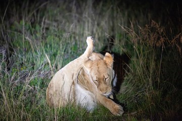 South African Lion at night