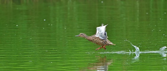 カルガモの離水シーン