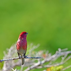お気に入りの枝でくつろぐギンザンマシコオス