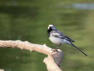 Motacilla personata on a branch above the river