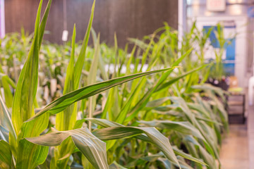 Obraz premium A long row of potted maize corn tightly grouped in a greenhouse.