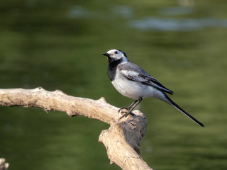 Obraz premium Motacilla personata on a branch above the river