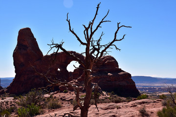 Dead tree in front of arch in Arches NP