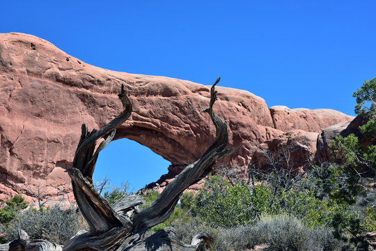 Dead tree looking through the v ofm tree at arch  in Arches NP