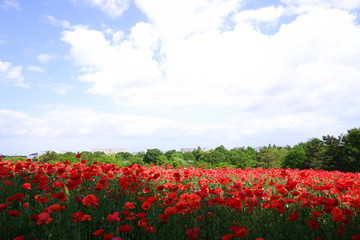 red poppy field 