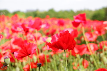 red poppy field 