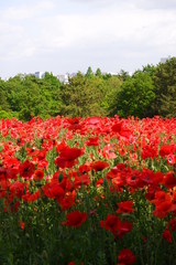 poppy field of red poppies