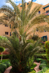 Fototapeta na wymiar Tall date palm tree in the garden