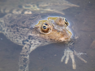 frog sitting in the river
