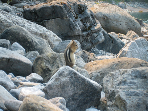 Chipmunk on the shore of Lake Kannanaskis, Canada