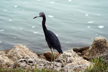 Blue Herring standing still by the rocks waiting for a meal