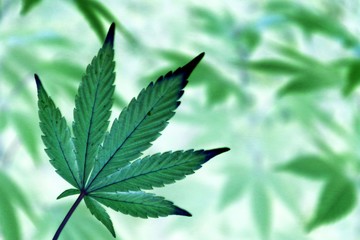 Cannabis marijuana ganja hemp plant leaf abstract photo
