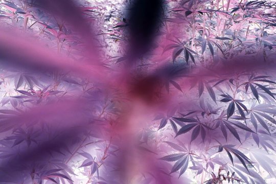 Violet purple hallucination psychedelic spiritual imagination of state of altered consciousness