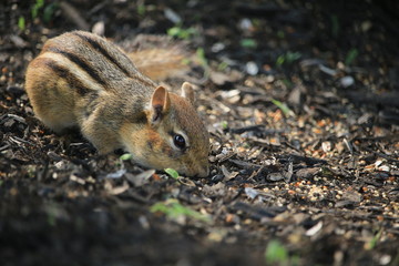 Joli écureuil qui grignote - 1