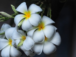 Fototapeta premium frangipani flower on green background
