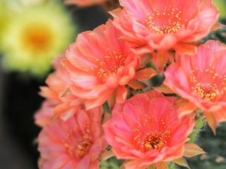 red flower in the garden