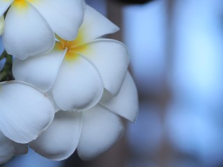 Fototapeta na wymiar white flower on a background