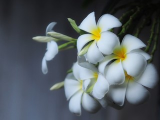 white frangipani flower on green background