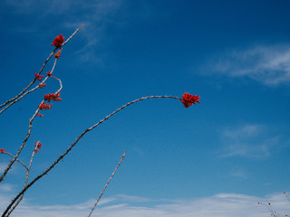 OCOTILLO IN SKY