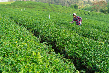 Asian woman hand picking up the tea leaves from the tea plantation, the new shoots are soft shoots....