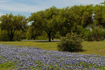 Fototapeta na wymiar Bluebonnets wildflowers under large trees in field and blue sky background