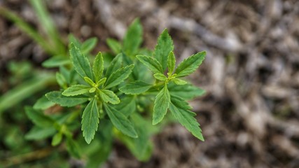 plant in the garden