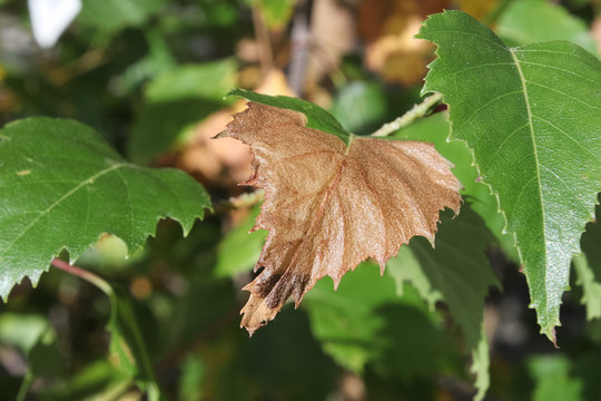 A Brown Leaf Infected With Birch Leafminer