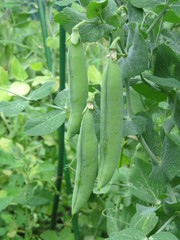 growing peas